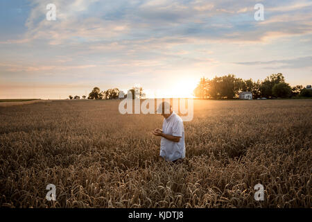 Uomo caucasico esaminando il frumento nel campo Foto Stock