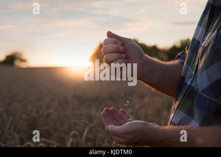 Le mani di uomo caucasico esaminando il frumento nel campo Foto Stock