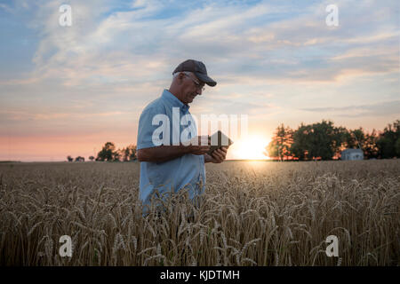 Uomo caucasico utilizzando tavoletta digitale nel campo di grano Foto Stock