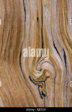 Bristlecone Pine Tree, linee dettaglio, Mt Evans Wilderness Area, Colorado, Stati Uniti d'America da Bruce Montagne/Dembinsky Foto Assoc Foto Stock