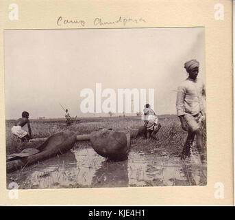 Vintage fotografia di agricoltura indiano (7) Foto Stock