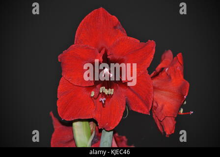 Amaryllis Foto Stock