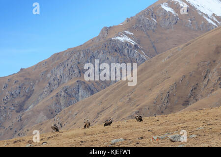Gruppo di avvoltoio grifone (Gyps fulvus) in Sichuan, in Cina Foto Stock