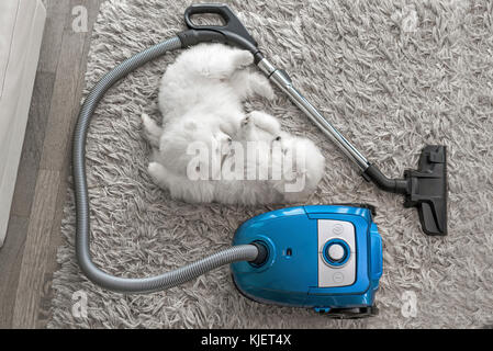 Fluffy cani bianchi posa su shag tappeto vicino a vuoto Foto Stock