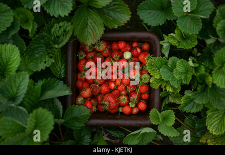 Close up di fragole nel cestello Foto Stock