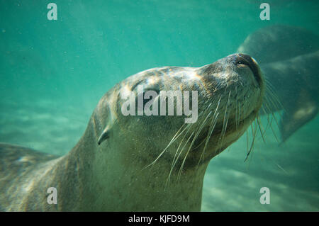 Australian Sea Lion (Neophoca cinerea). Isola di tenuta, Shoalwater Islands Marine Park, vicino a Rockingham, Australia occidentale Foto Stock