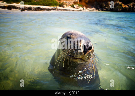 Australian Sea Lion (Neophoca cinerea). Isola di tenuta, Shoalwater Islands Marine Park, vicino a Rockingham, Australia occidentale Foto Stock