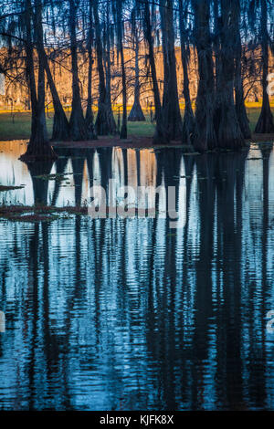 Caddo Lake è un lago e di zone umide situate sul confine tra Texas e Louisiana. Foto Stock