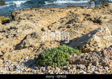 Rock samphire, crithmum maritimum, su di una spiaggia rocciosa di santa pola, alicante, Spagna. Si tratta di un impianto di costiera nella famiglia apiaceae Foto Stock