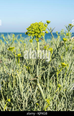 Close-up di fiori di rock samphire, crithmum maritimum. Si tratta di un impianto di costiera nella famiglia apiaceae. Foto scattata in santa pola, alicante, Spagna Foto Stock