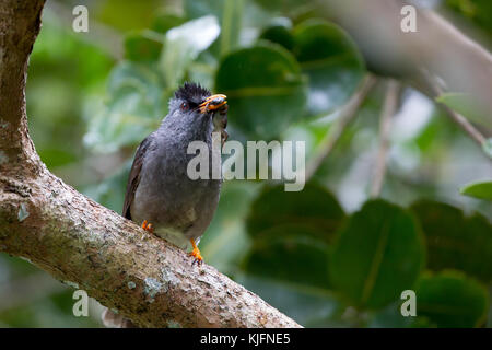 Maurizio bulbul (hypsipetes olivaceus) con un geco nel becco del Black River Gorges national park in Mauritius, africa. Foto Stock