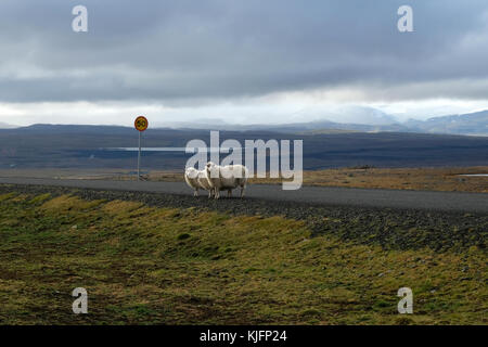 Tre pecore in piedi su strada isolata senza auto e 50 km/h segnale stradale con nuvole e montagne in lontananza Sud-Est Islanda Foto Stock