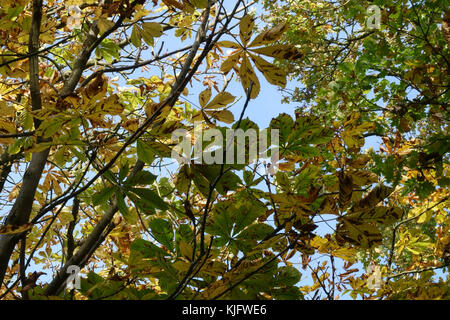 Leapremiere di castagno, Cameraria ohridella, danni alle foglie di un albero di conker in autunno, Berkshire, novembre Foto Stock