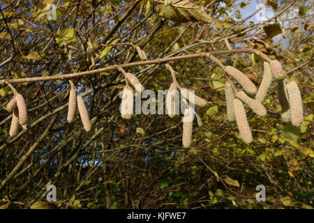 I giovani ramoscelli, monoica fiori maschili, di comune hazel formando ed allungandosi in autunno come le foglie cadono, berkshire, novembre Foto Stock