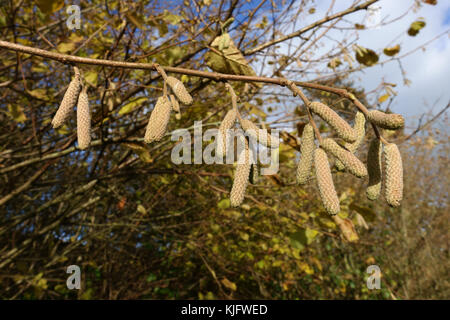 I giovani ramoscelli, monoica fiori maschili, di comune hazel formando ed allungandosi in autunno come le foglie cadono, berkshire, novembre Foto Stock