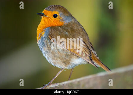 Vista di un Europeo robin (Erithacus rubecula) dal di sotto, Aiguamolls Empordà, la Catalogna Foto Stock