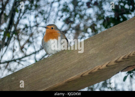 Vista di un Europeo robin (Erithacus rubecula) dal di sotto, Aiguamolls Empordà, la Catalogna Foto Stock