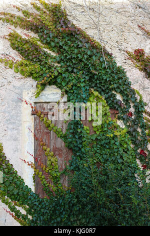 Edera rampicante sul muro di un vecchio abandone casa in campagna Foto Stock