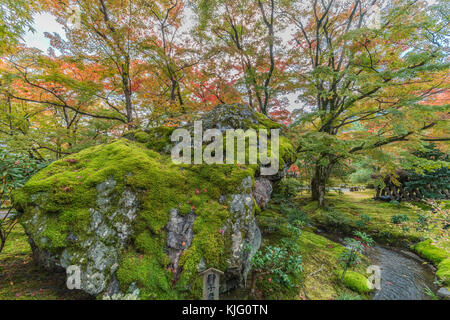 Momiji (Acero) Foglie di autunno e la caduta delle foglie a Hogon-nel giardino del tempio. Tenryu-ji sub-tempio situato in Arashiyama, Kyoto, Giappone Foto Stock