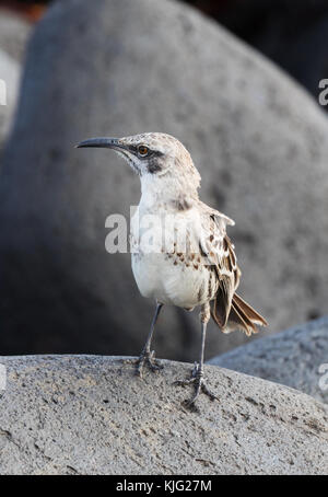 L'Espanola Mockingbird, o Hood Mockingbird, ( Mimus macdonaldi ), Punta Suarez, Espanola Island, Galapagos Islands Foto Stock