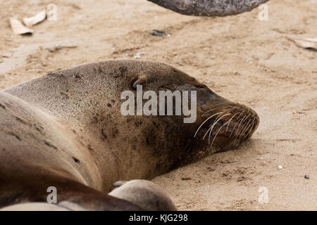 Le Galapagos Sea Lion ( Zalophus wollebaeki ), femmina adulta, close up della testa per mostrare le orecchie; isola Floreana, Isole Galapagos Foto Stock