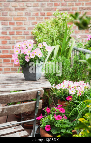 Fioritura in vaso fiori estivi e vasi di rosmarino sul balcone Foto Stock