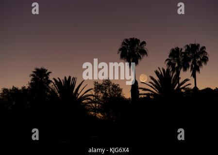 La Namibia, Regione Khomas, vicino Uhlenhorst, Astrophoto, impostazione Luna Nuova crescent con le palme in primo piano Foto Stock