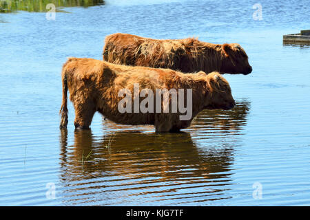 Con i capelli lunghi highland bovini il raffreddamento in zone umide in rspb van agriturismo riserva naturale sul Loch Leven, Perth and Kinross, SCOZIA Foto Stock