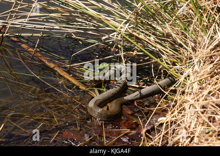 Snake in acqua, Virginia, Stati Uniti d'America Foto Stock