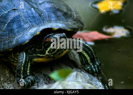 Cursore di stagno (rosso-eared slider) tartarughe crogiolarsi al sole Foto Stock