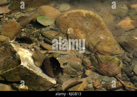 Snake in acqua, Virginia, Stati Uniti d'America Foto Stock