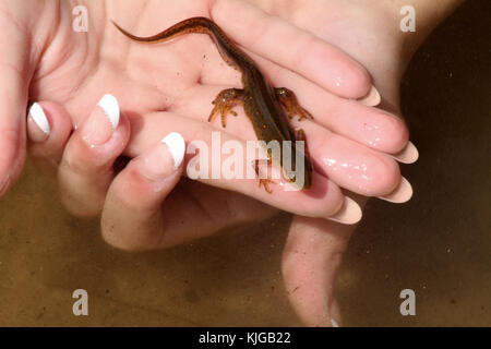 Newt nel lago in Blue Ridge Mountains, Virginia Foto Stock