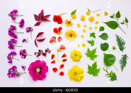 La preparazione di fiori per la pressatura Foto Stock