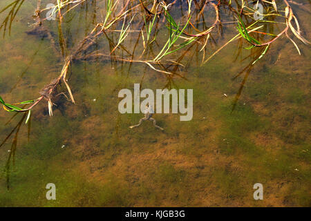 Piscina di rana in stagno sporco Foto Stock