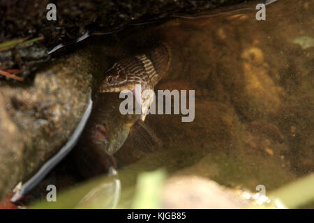 Acqua snake lottando per inghiottire un pesce gatto Foto Stock