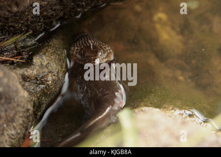 Acqua snake lottando per inghiottire un pesce gatto Foto Stock