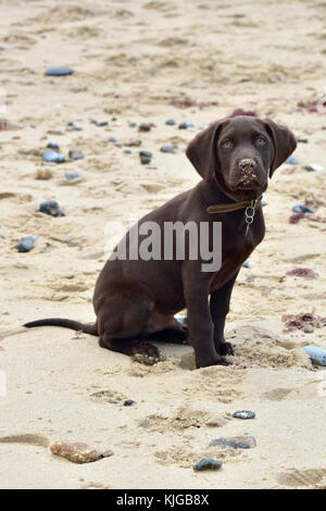 Un simpatico labradinger o springador cucciolo di cane cercando sfrontato e direttamente dentro o in corrispondenza della fotocamera. gundog cucciolo e formazione. Foto Stock