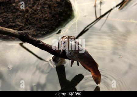 Acqua snake lottando per inghiottire un pesce gatto Foto Stock