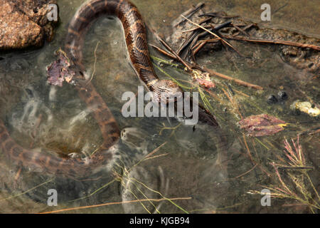 Acqua snake lottando per inghiottire un pesce gatto Foto Stock