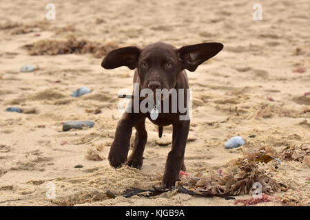 Un labradinger o springador cucciolo di cane di razza trasversale gundog con orecchie battenti nel vento sulla spiaggia. simpatico e divertente in peluche cucciolo o pooch al mare Foto Stock