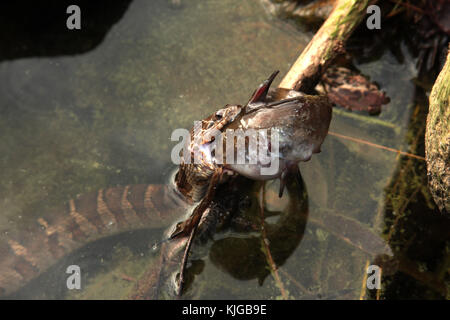 Acqua snake lottando per inghiottire un pesce gatto Foto Stock