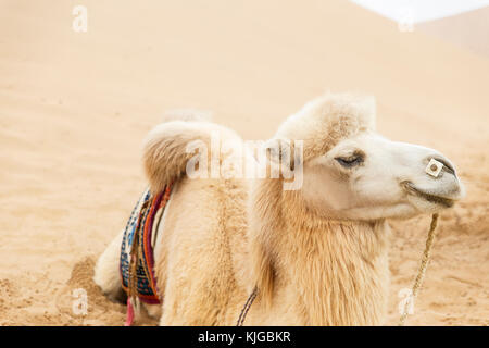 Camel ii, badain jaran Foto Stock