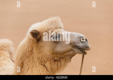 Il cammello, badain jaran ii, Cina Foto Stock
