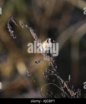 Cardellino (carduelis carduelis) Foto Stock