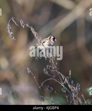 Cardellino (carduelis carduelis) Foto Stock