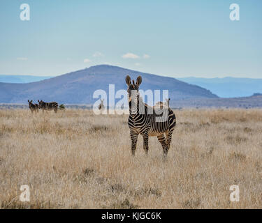 Un capo di Zebra di montagna nel sud della savana africana Foto Stock