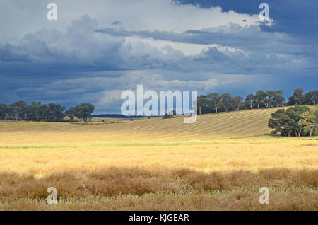 Nuvole temporalesche su raccolti di campo e campagna tra grenfell e cowra nelle zone rurali del NSW Foto Stock
