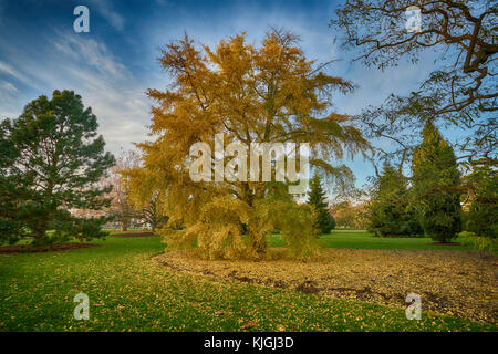 Ginkgo biloba tree kew gardens Foto Stock