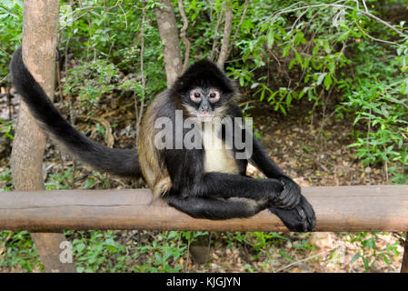 Bush baby soldi da vicino in Sud Africa Foto Stock