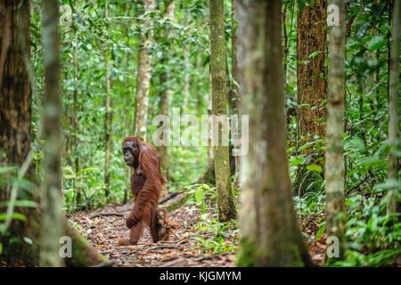 Orangutan con cub. central bornean orangutan ( pongo pygmaeus wurmbii ) in habitat naturali. natura selvaggia nella foresta pluviale del Borneo. Indonesia Foto Stock